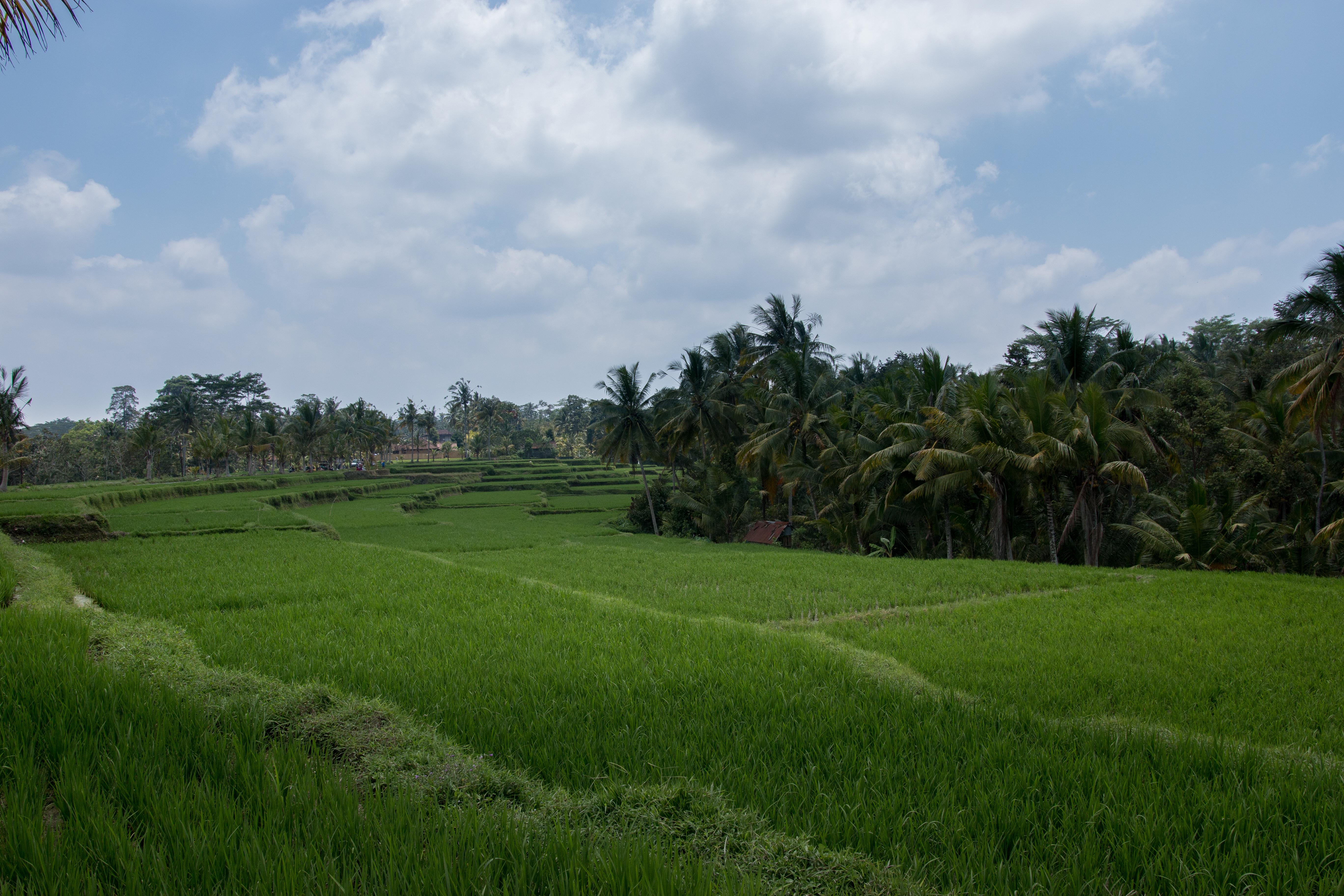 Onje Resort&Villas Ubud Exterior foto