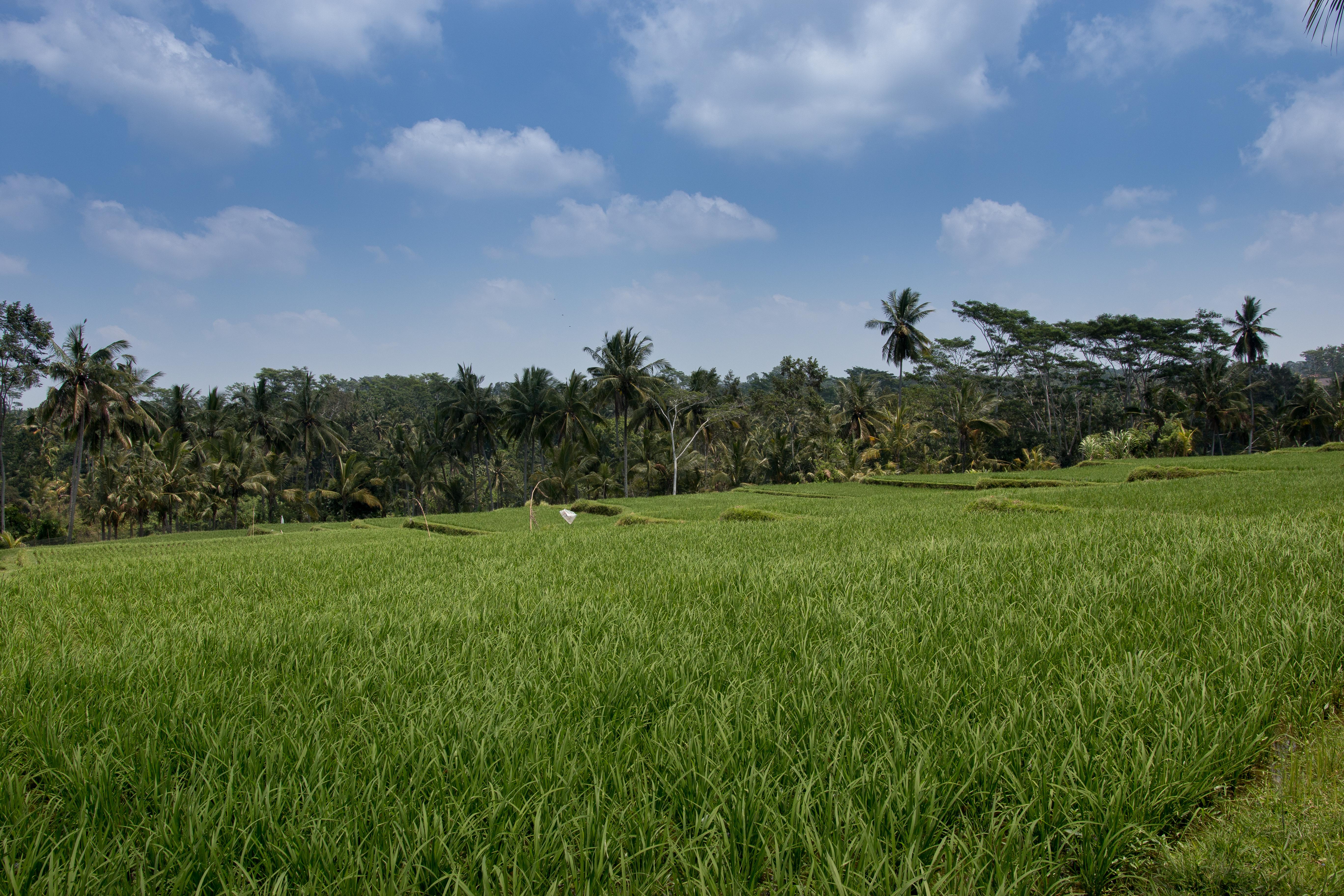 Onje Resort&Villas Ubud Exterior foto
