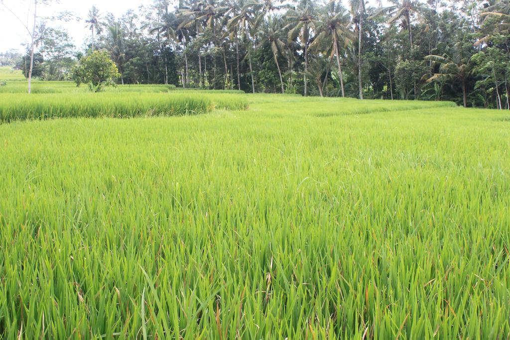Onje Resort&Villas Ubud Exterior foto